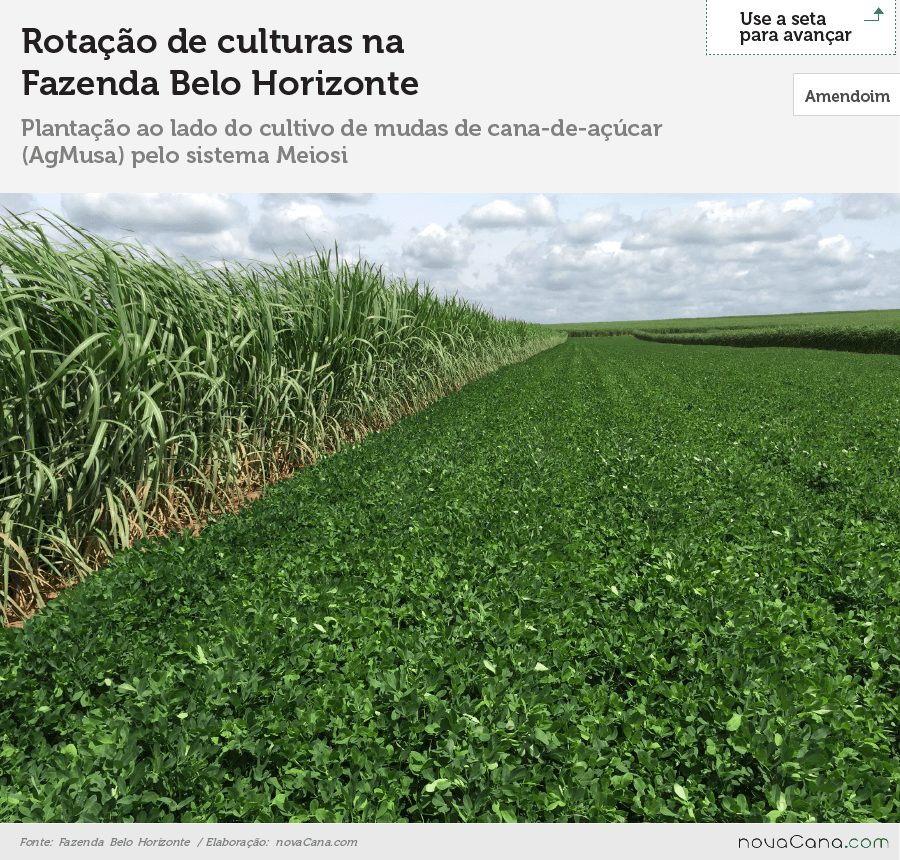 Amendoim