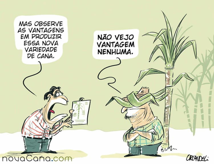 [Charge] Novas variedades de cana