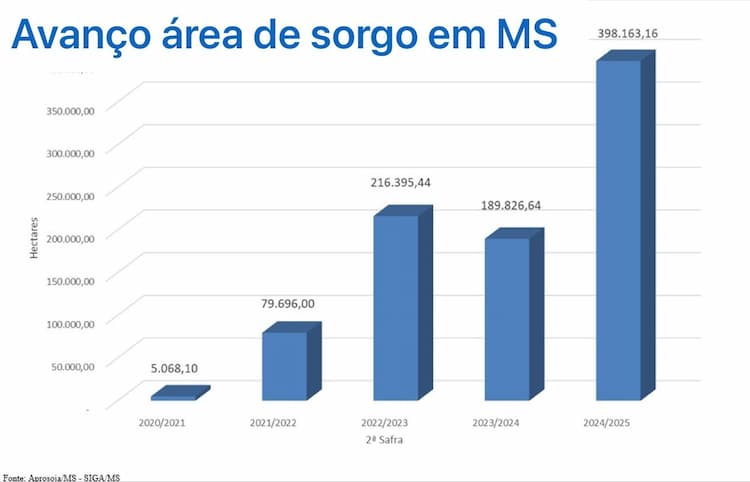 sorgo ms 130126