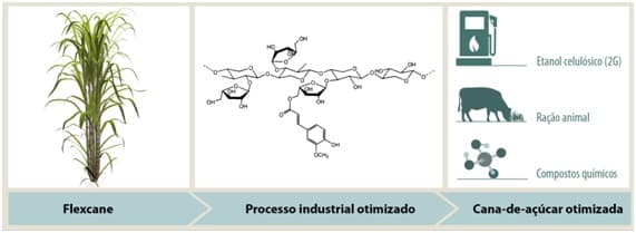 flexcane 210119
