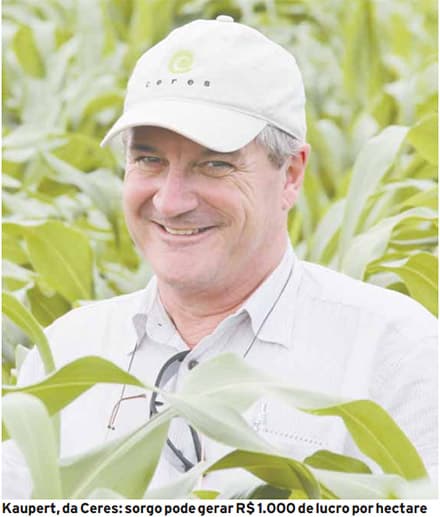 Antônio Kaupert: sorgo, aliado a cana, vai ajudar usinas a produzir mais etanol Antônio Kaupert: sorgo, aliado a cana, vai ajudar usinas a produzir mais etanol