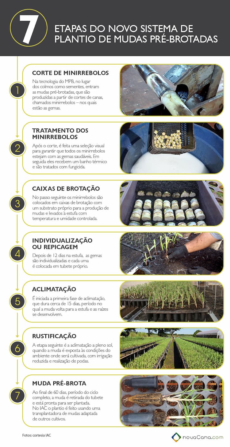 Mudas Pre Brotadas - As 7 etapas