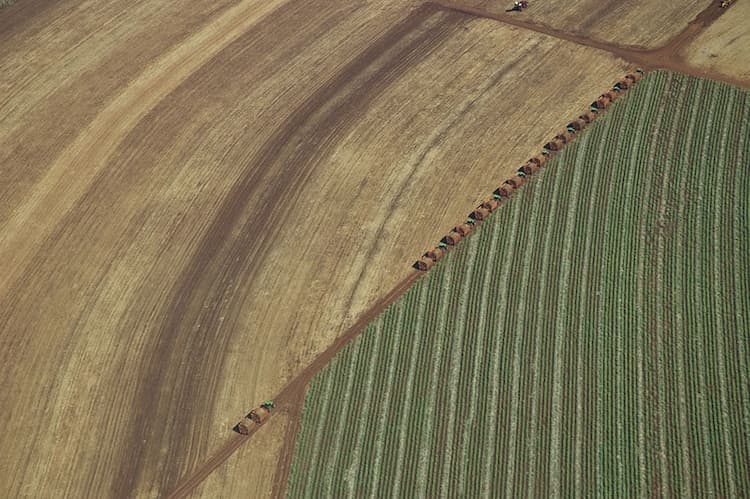 Biosev e os investidores: área plantada e moagem de cana são atrativos