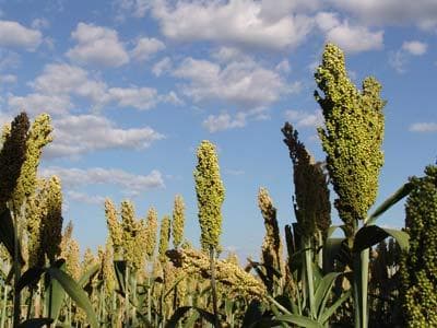 Sorgo Sacarino
