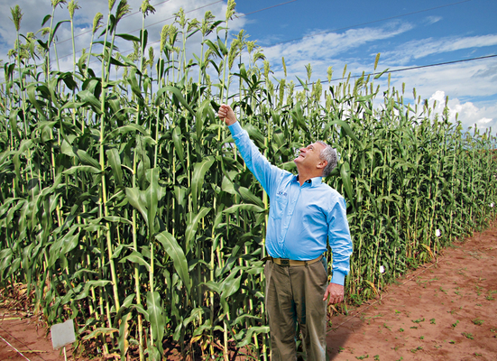 Sorgo Sacarino da Ceres