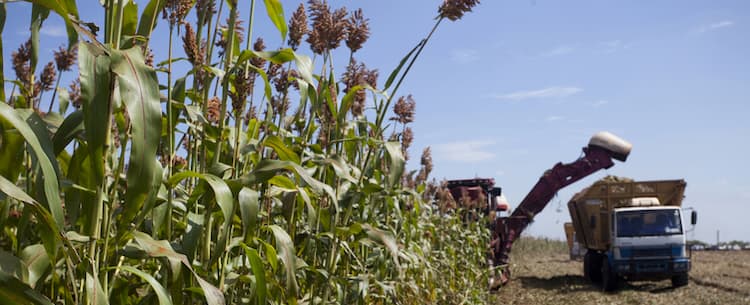 sorgo-sacarino-colheita-etanol-230113