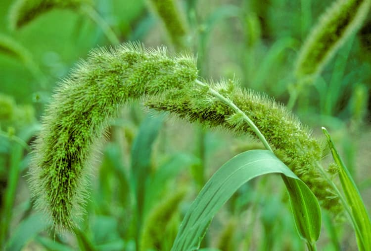 Setaria viridis 2 110714