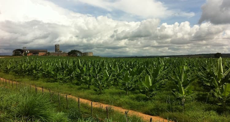 usina pés de banana
