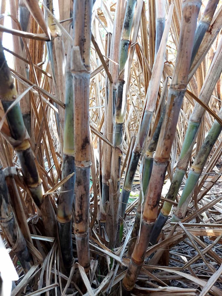 Síndrome da murcha do colmo se alastra pelos canaviais e atrapalha produção de açúcar