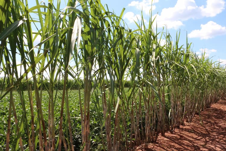 Meiosi ganha força como alternativa para aumentar produtividade dos canaviais