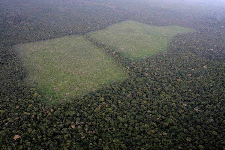 Com fim do zoneamento, cana-de-açúcar pode virar ameaça para Amazônia e Pantanal