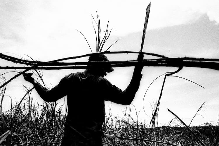 Escravos contemporâneos da cana: O aumento de casos e a responsabilidade do setor