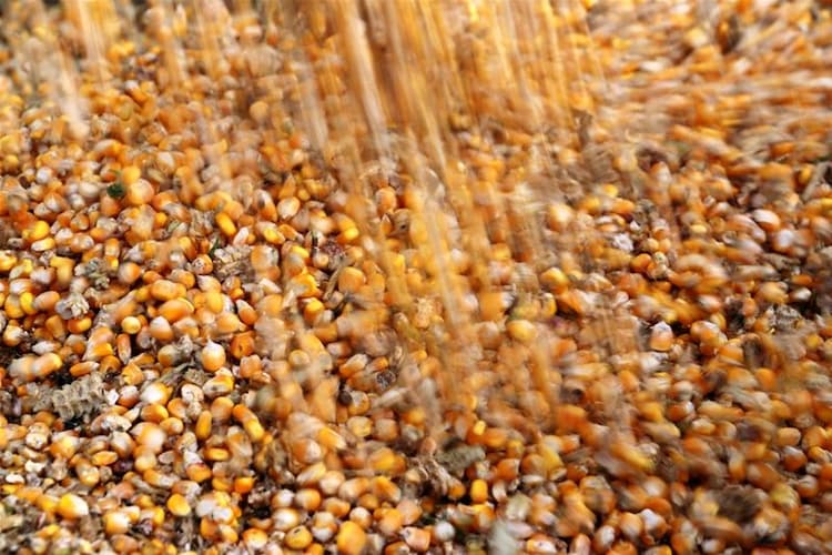 Preço de milho e soja traz cautela sobre maior mistura de etanol e biodiesel, diz Silveira