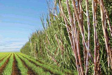 Plantação de cana em 3520 cidades: produção, produtividade e preço pago