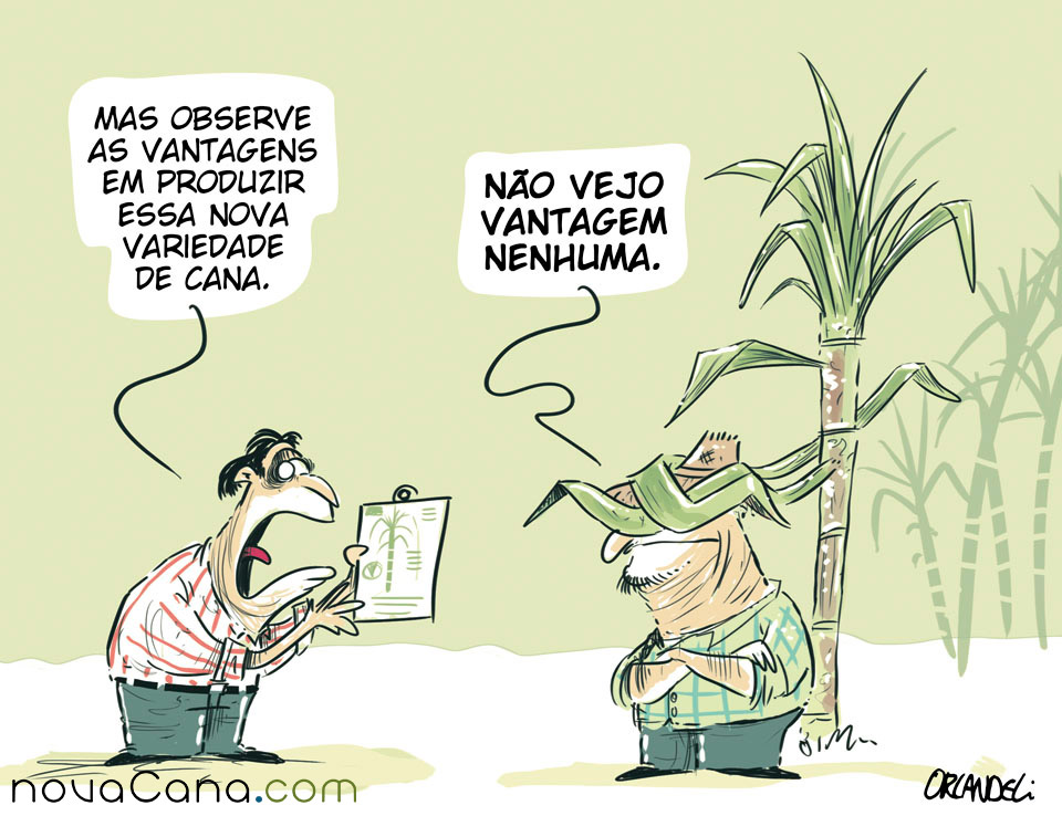 [Charge] Novas variedades de cana