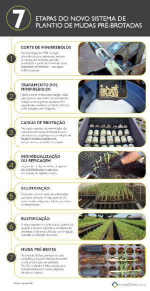 mudas-pre-brotadas mini -b-271113