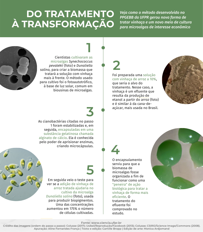 vinhaca microalga ufpr 260421
