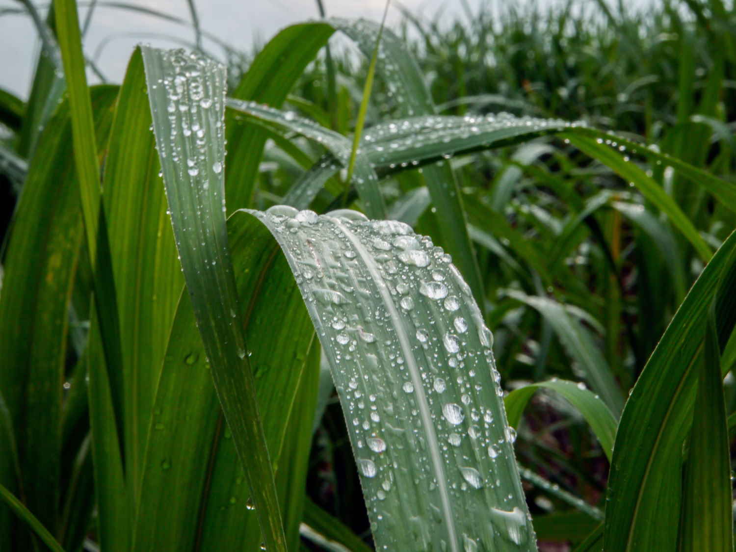 arable 2 111022