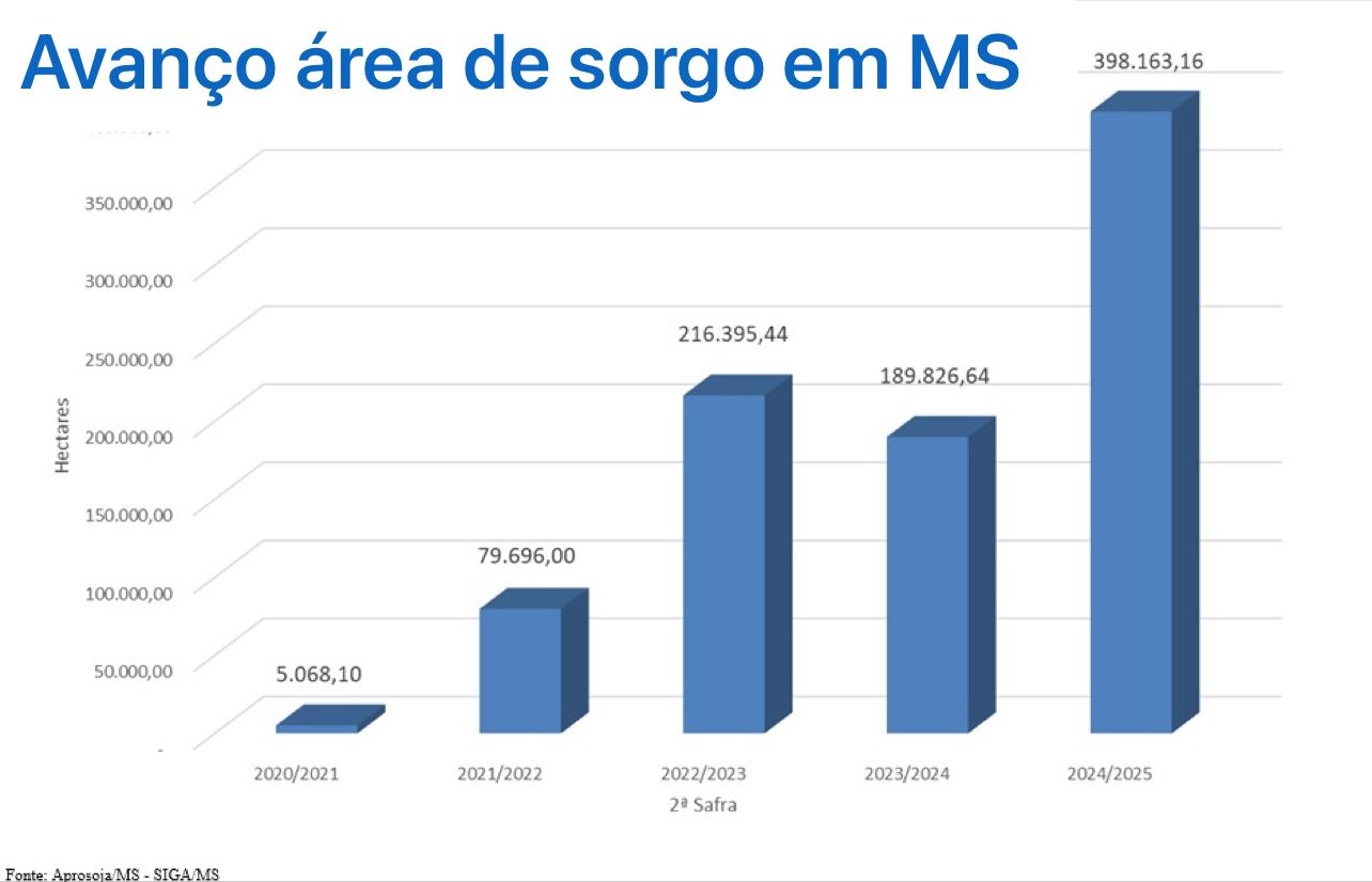 sorgo ms 130126