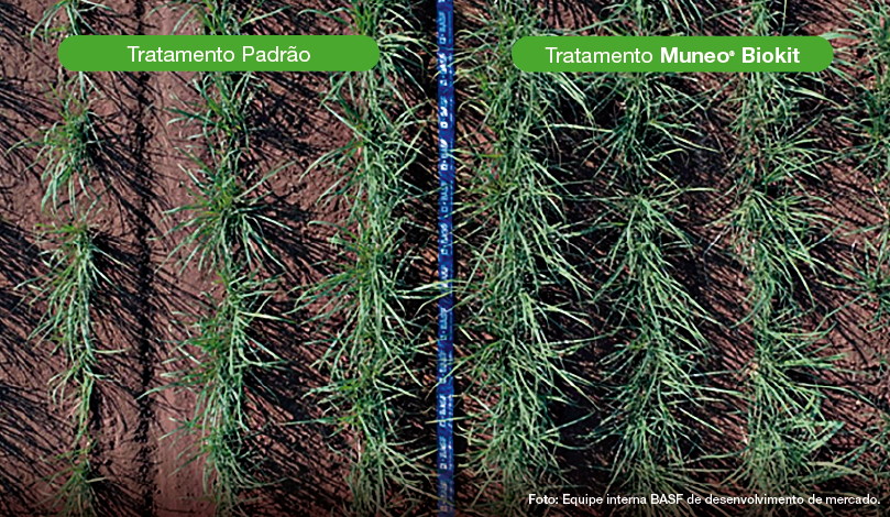 Muneo® Biokit: Sinergia entre agroquímicos e biológicos na lavoura garante longevidade e aumento de produtividade dos canaviais