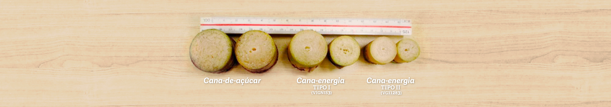 Comparativo visual entre cana-de-açúcar, cana-energia tipo 1 e tipo 2