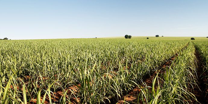 Novo programa de manejo para maturação eleva a qualidade e a produtividade do canavial, indicam pesquisas