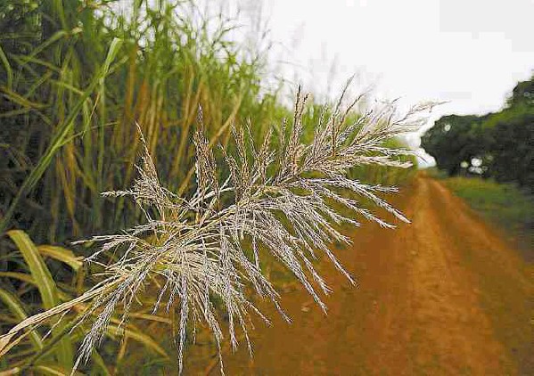 cana pendao fs 070711