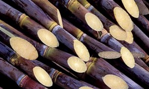cana-de-acucar-261112