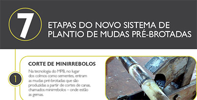 As 7 etapas do novo sistema de plantio de mudas pré brotadas