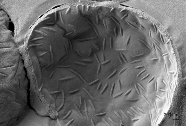 Granbio-Saccharomyces-cerevisiae-140613