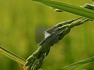 arroz-video-010313