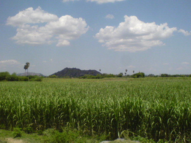 cana-plantacao-250113