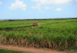 Canavial