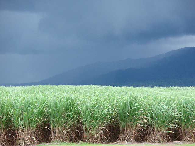 chuva-canavial-060613