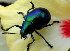inseto levedura 201213