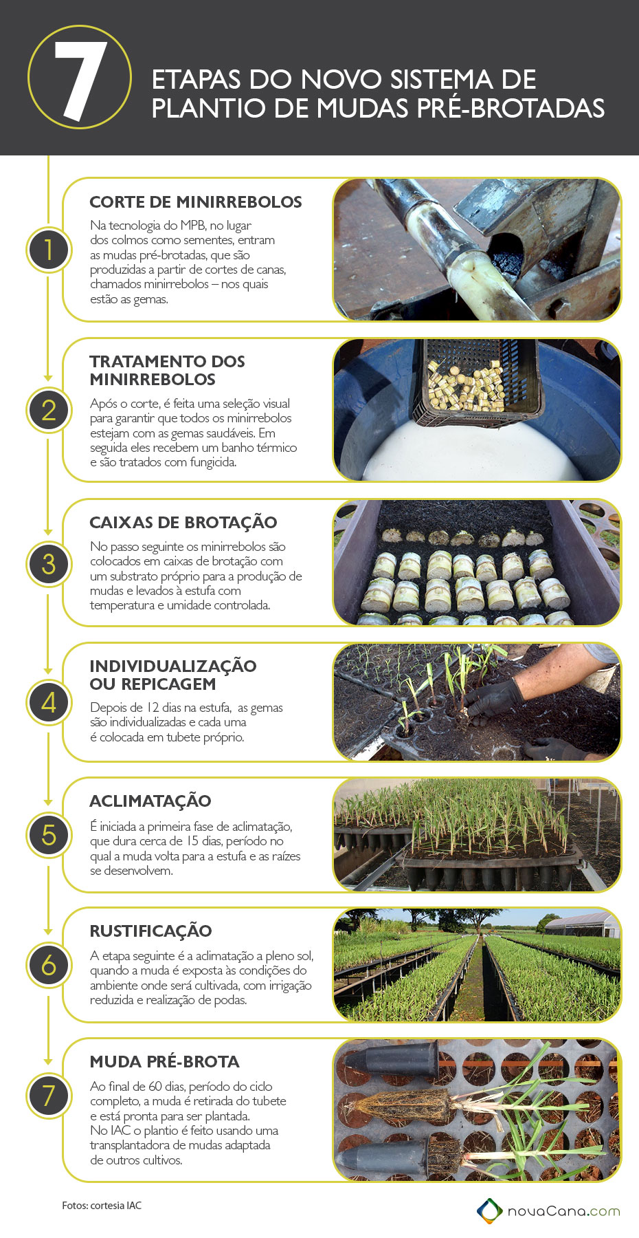 Mudas Pre Brotadas - As 7 etapas