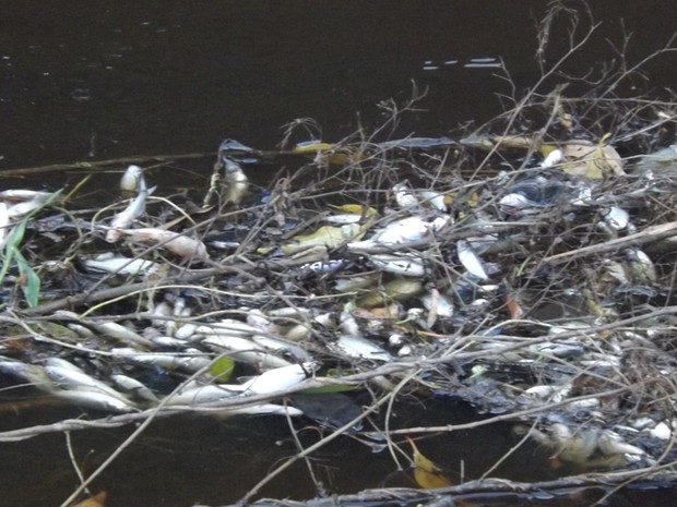 peixes mortos 311013