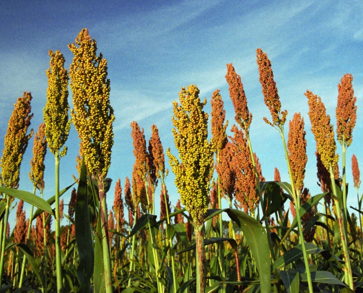 sorgo-120313