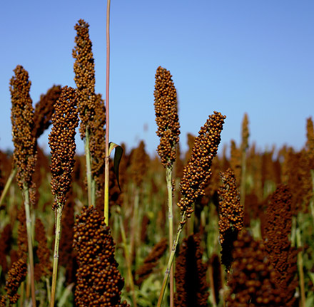 sorgo-251113