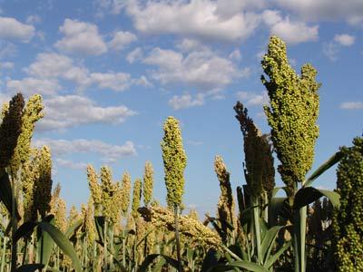 Sorgo Sacarino