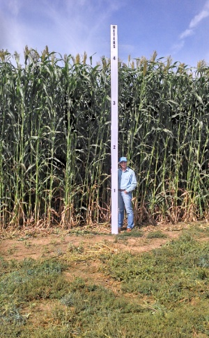 sorgo biomassa2 141113