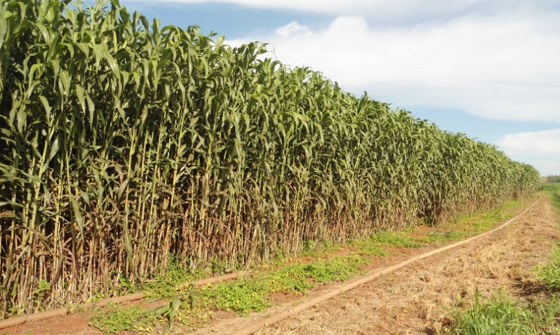 sorgo biomassa 141113