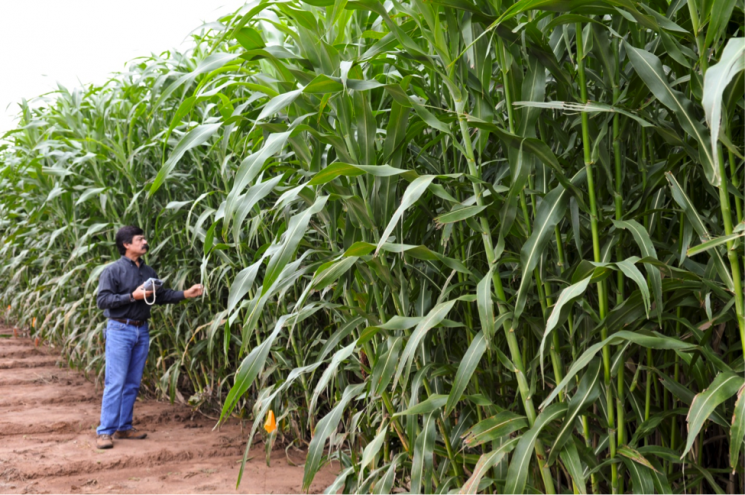 sorgo ceres 300913