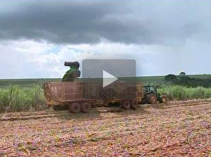 video-colheita-310113