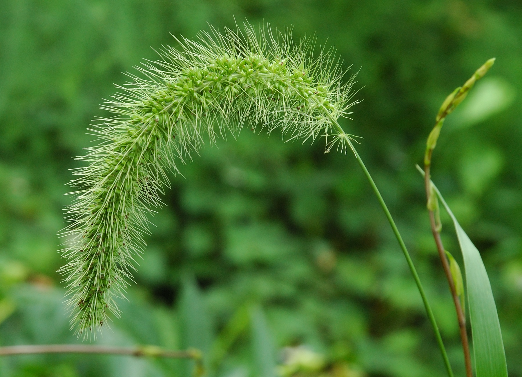 Setaria viridis 110714