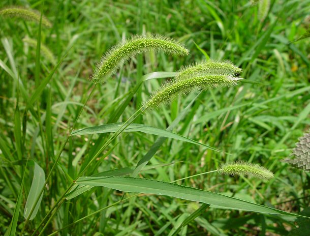Setaria viridis 3 110714