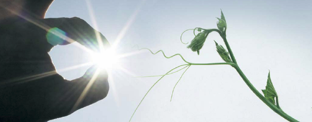 bioeconomia sol planta 191014