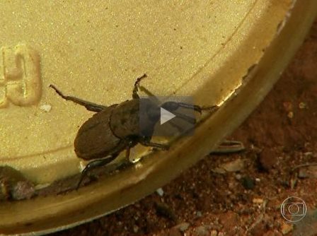 broca video cana 311014