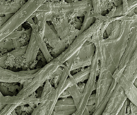 celulose-130114