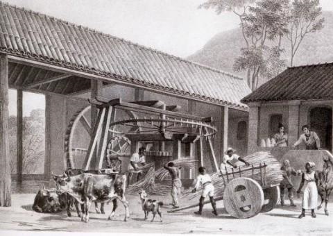 engenho cana 030414